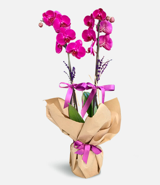 Orquídea doble rosa colorida - Gallery image