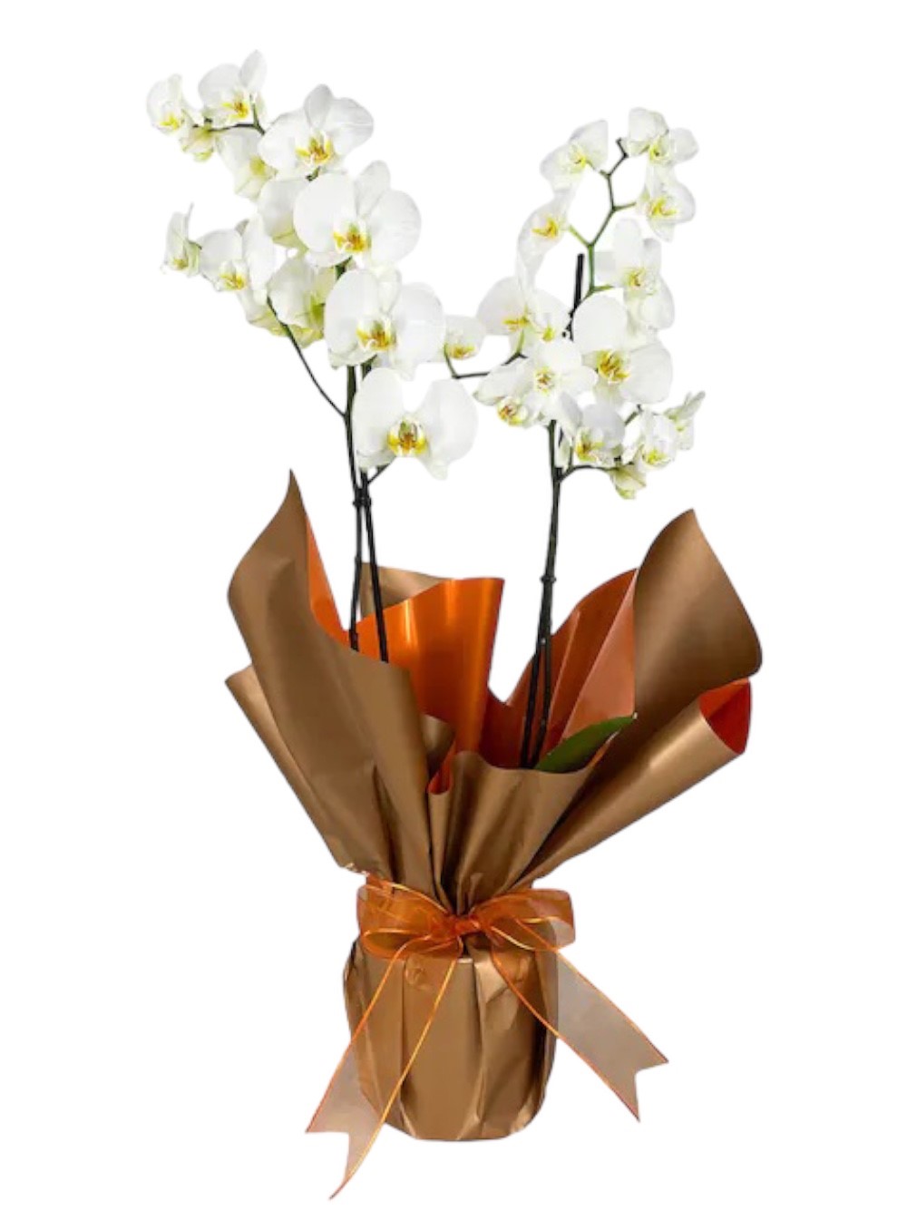 Planta de orquídeas blancas - Gallery image