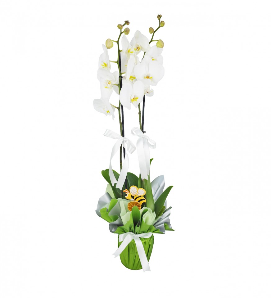 Planta de orquídeas blancas - Gallery image