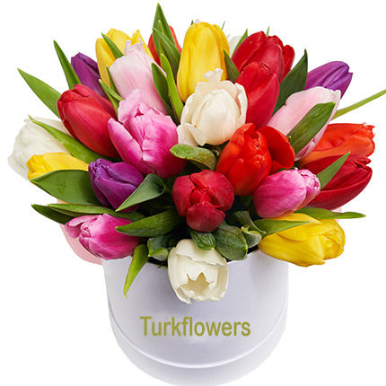 25 Multi Colored Tulips - Product image