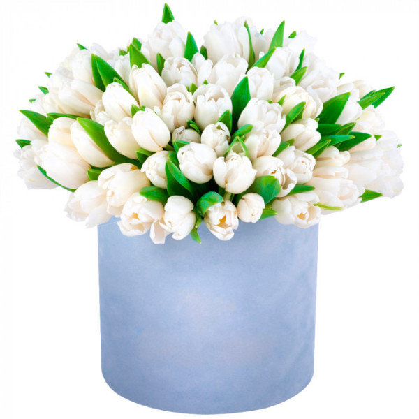 51 white Tulips in box - Product image