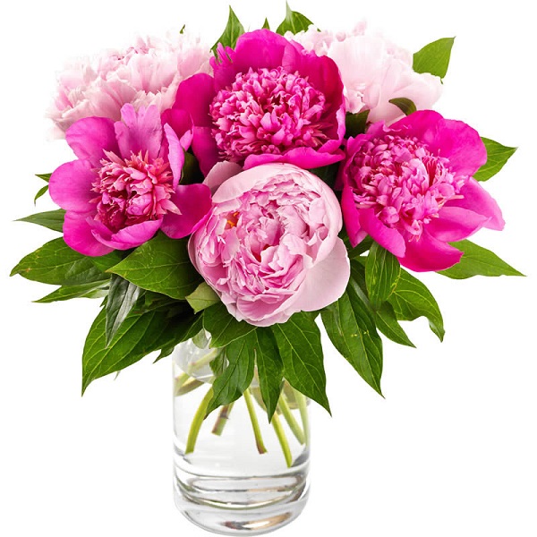 7 Rose - Pivoine fuchsia - Product image