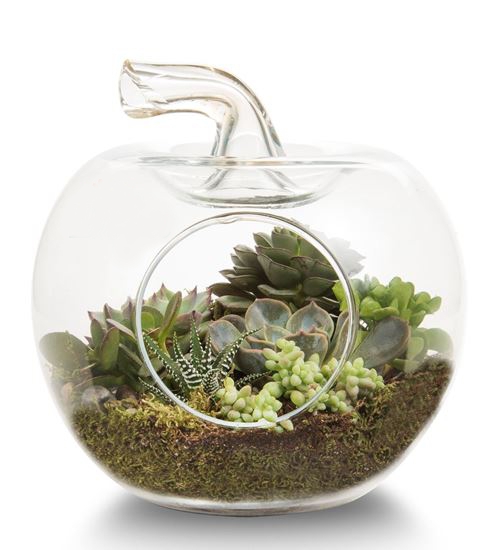 Terrario de jardín de manzanas - Product image