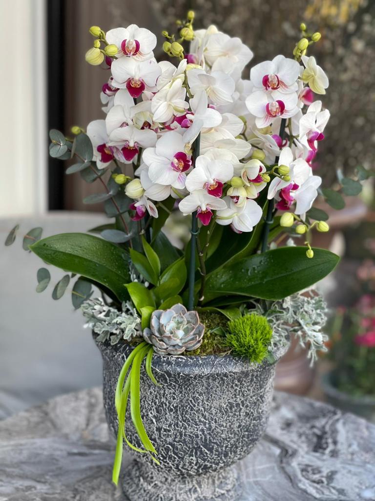 Belissimo pink white istanbul - Product image