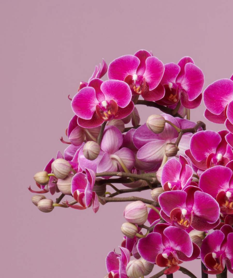 Bellisimo Orchid Plant - Gallery image
