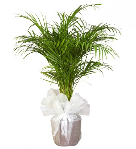 Palmera areca - Product image