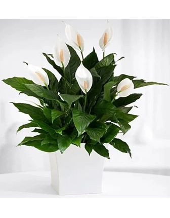 Planta de lirio de la paz - Product image