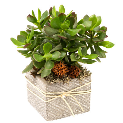 Crassula suculenta - Product image