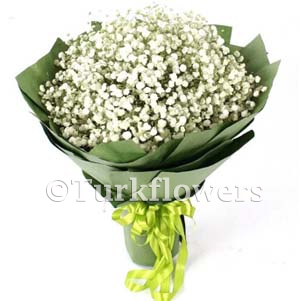 Cipsofilia - Product image