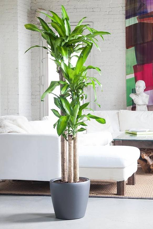 Dracaena Massangeana 3 tallos - Product image