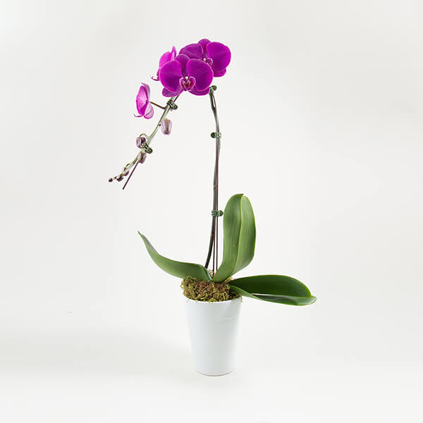 1 Branch Purple Orchids - Product image