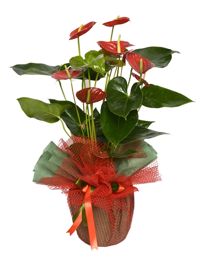 Planta de interior - Anthurium rojo - Gallery image