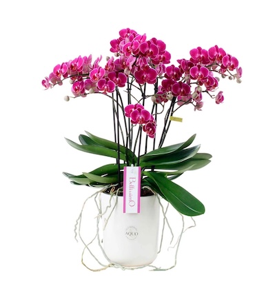 Bellisimo Orchid Plant - Product image