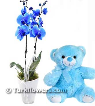 Flor bebé de orquídea azul - Product image