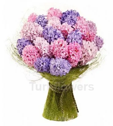 Clor hyacinth - Product image