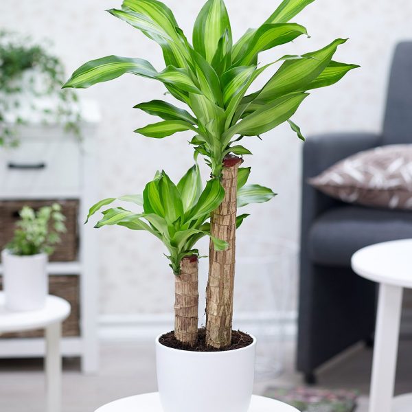 2ª Dracaena Massangeana - Product image