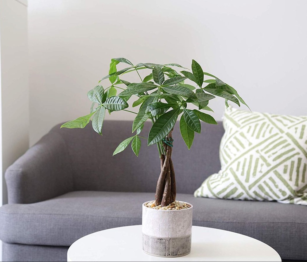 Arbre à monnaie - Product image