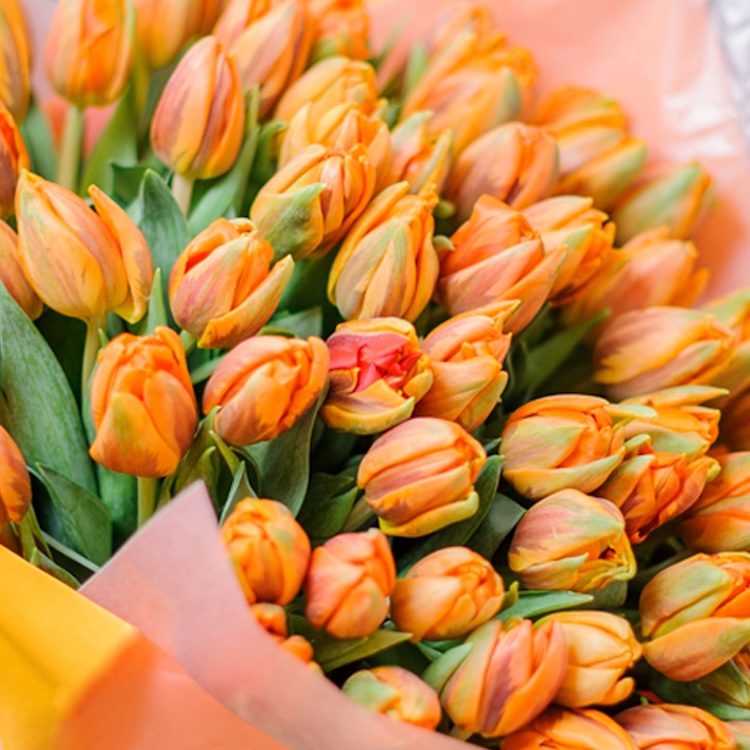 51 Peony orange tulip - Gallery image
