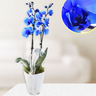 ORQUÍDEA AZUL DE LA FALAENOPSIS - Product image