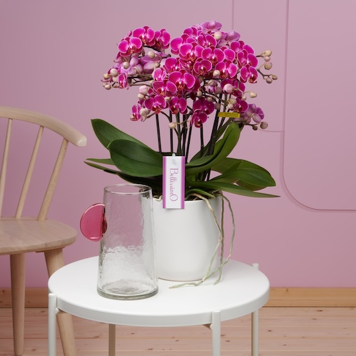 Bellisimo Orchid Plant - Gallery image