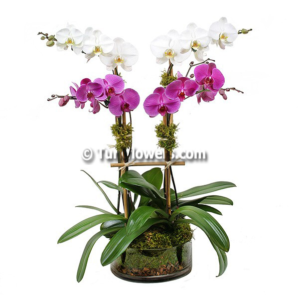 Orquídea rosa-blanca - Product image