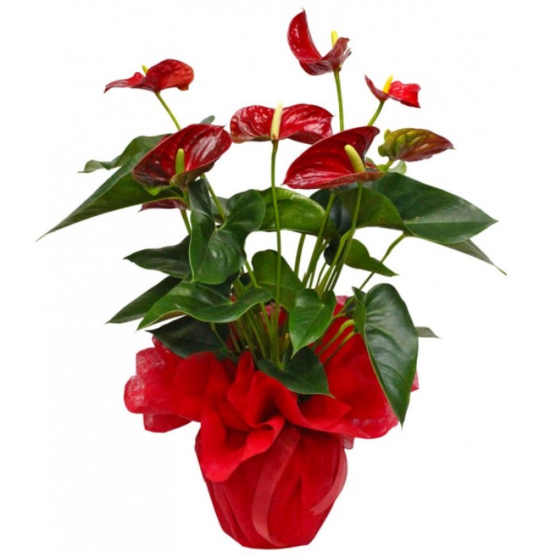 Planta de interior - Anthurium rojo - Product image