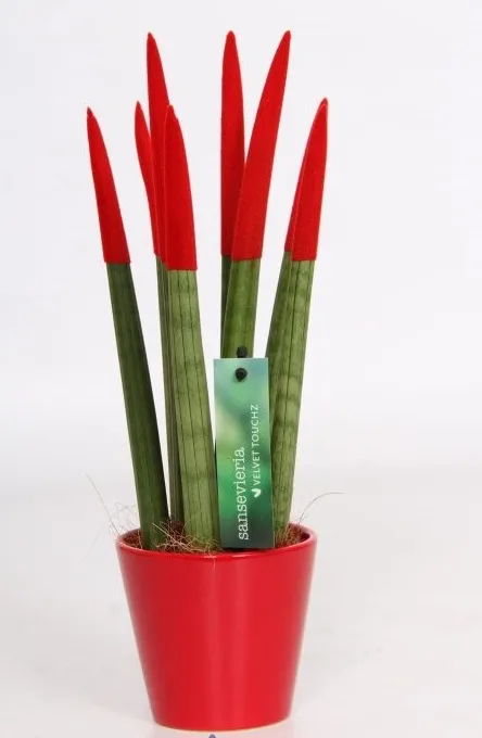 Red Sansaveria