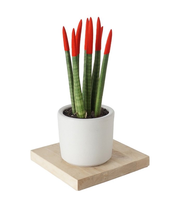 Red Sansaveria - Product image