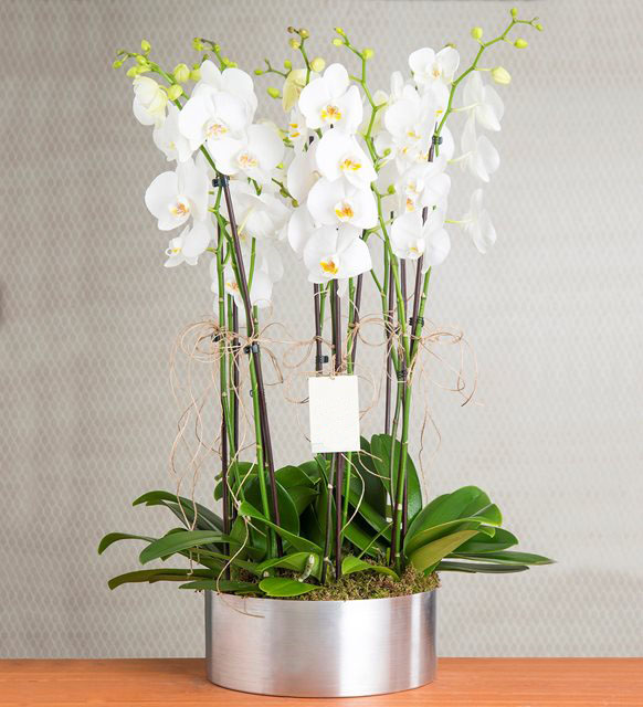 Orquídea blanca de 8 ramas - Product image