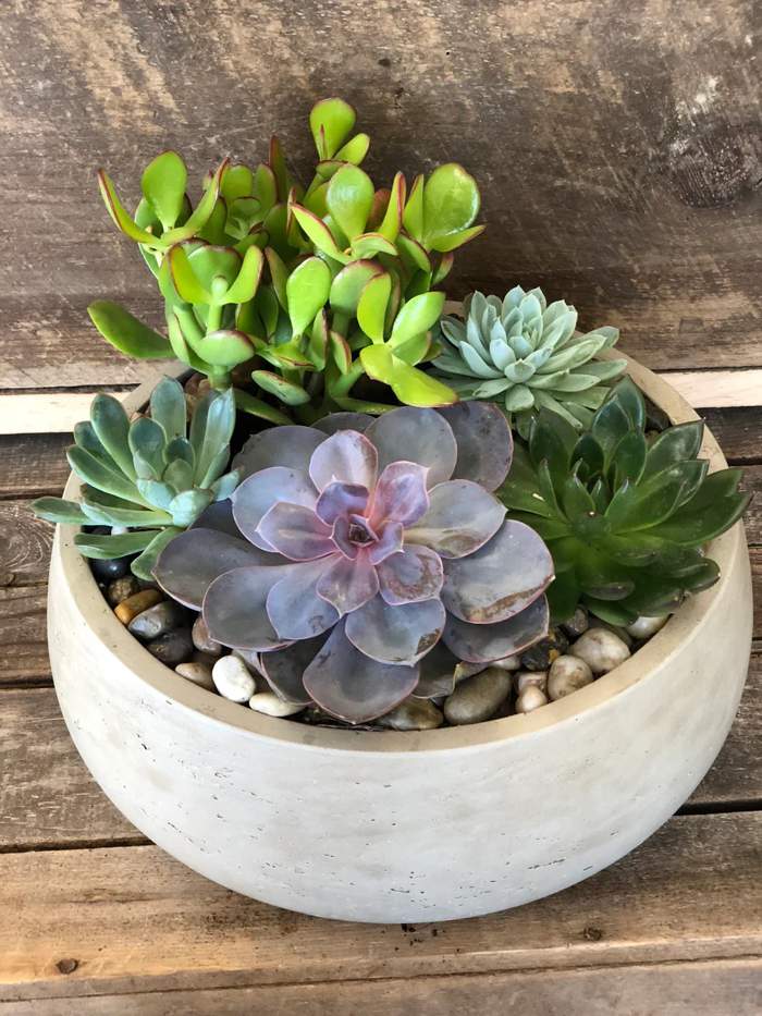 RECIPIENTE DE SUCULENTAS - Product image