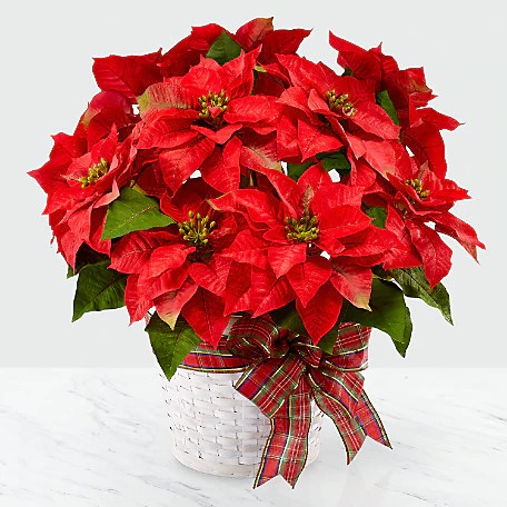 Poinsettia - Product image