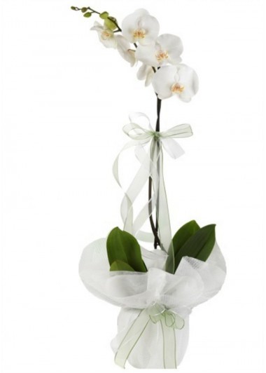 1 Branch White Phalanopsis Orchids - Product image