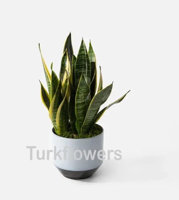 Sansevieria laurentii