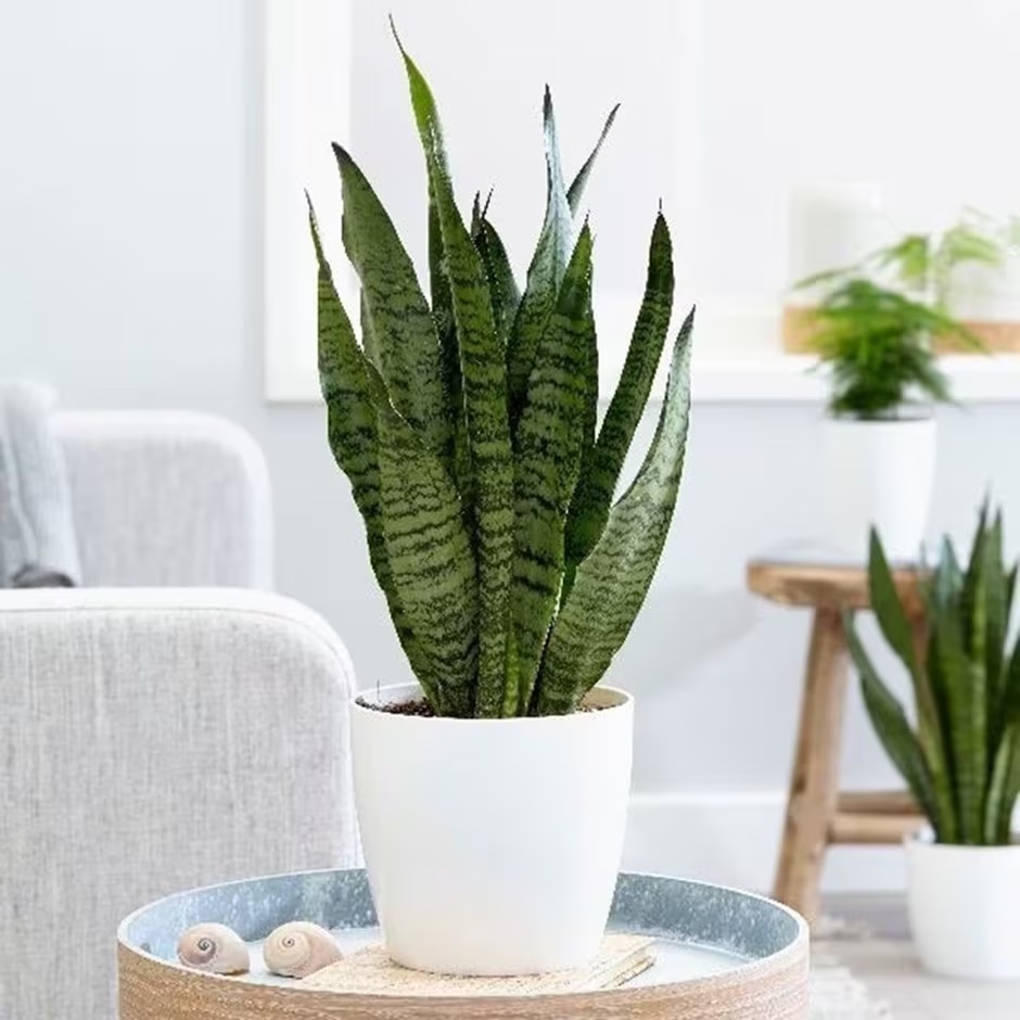 Sansevieria Laurentii Plant - Product image