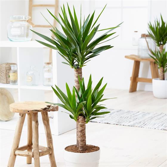 Pianta di Yucca a 2 steli - Product image