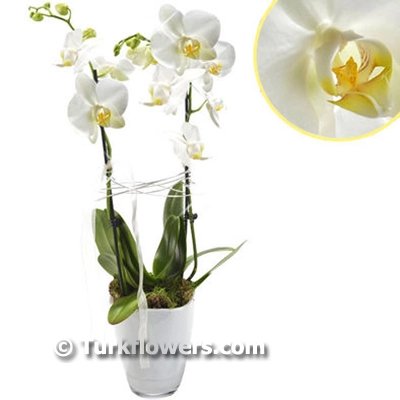 White orchids plant