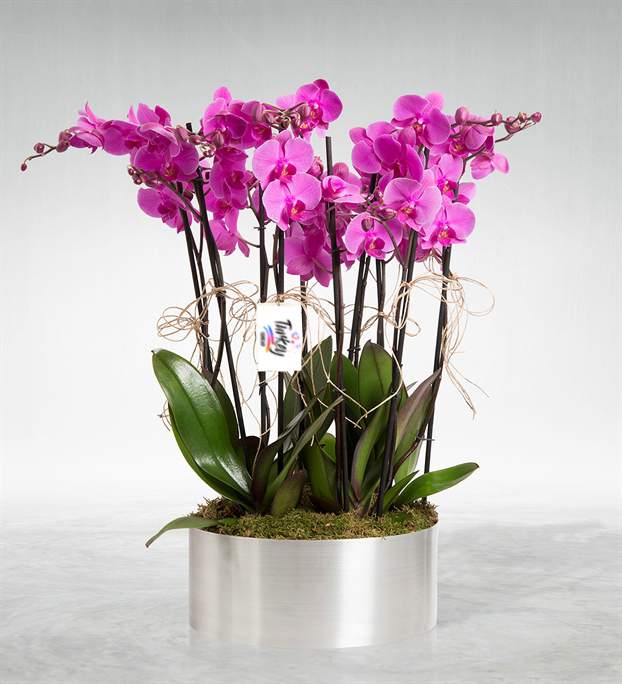 10 Purple Orchid - Bilecik