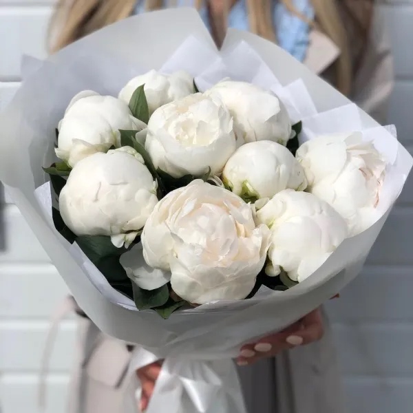 11 Pivoine blanche - Peony