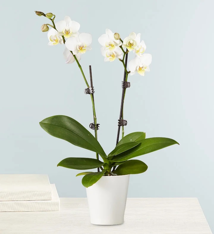 White orchids plant - Eid Flowers & Gifts - Bilecik