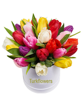 25 Multi Colored Tulips - Felicidades Flores