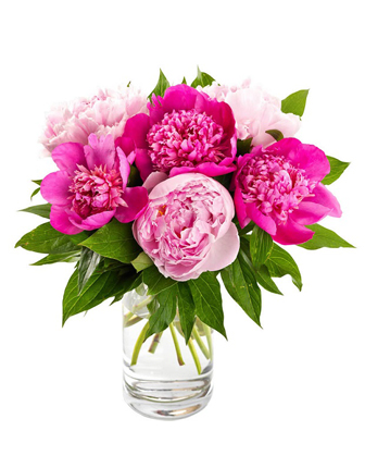 7 Rose - Pivoine fuchsia - Peony