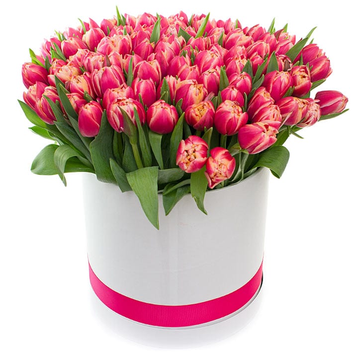 75 tulipani rosa in scatola - Tulips