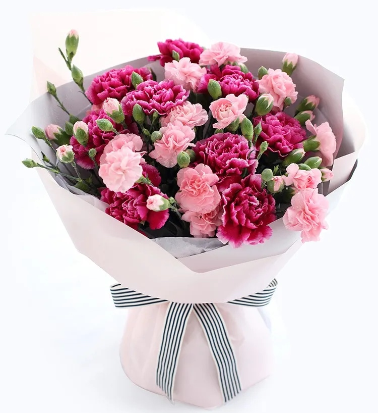 Spray Carnation - Bilecik