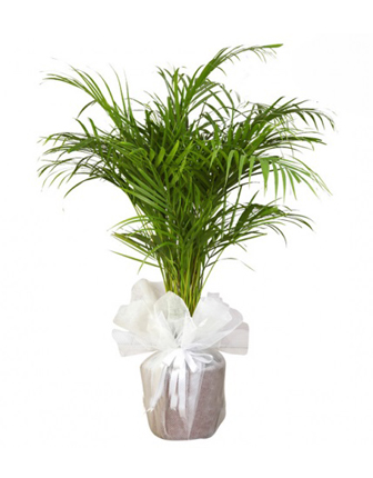 areca-palm