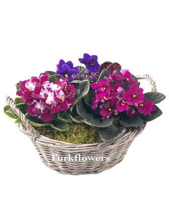 mixed-african-violet-basket