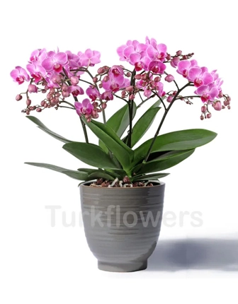 bellisimo-orchid-plant