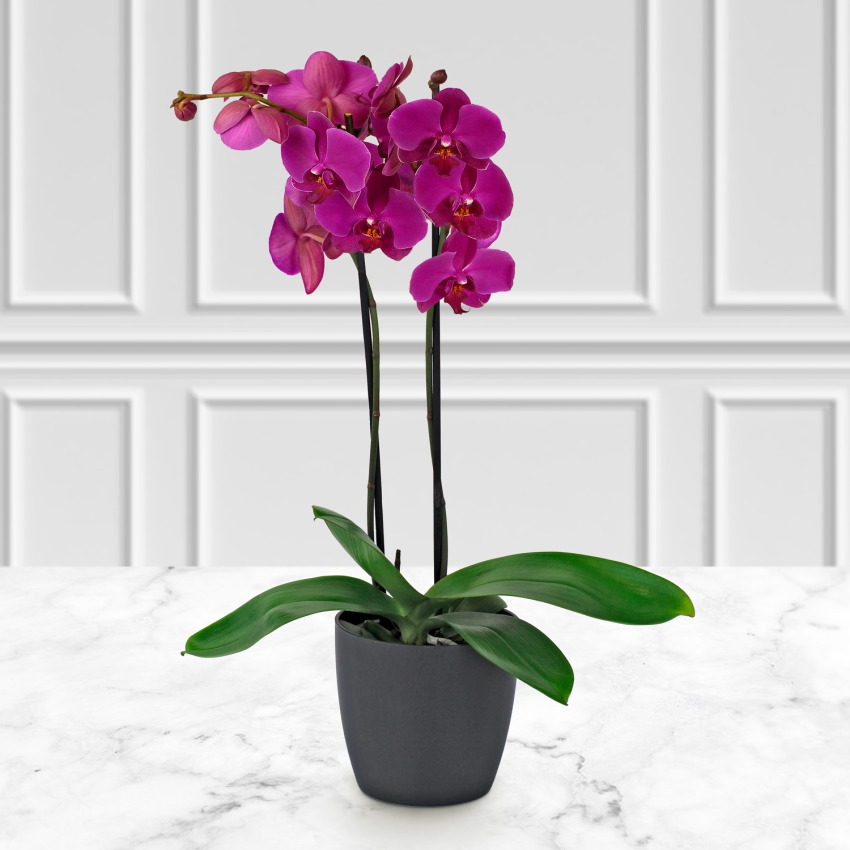 Pink Colorful double Orchid - Bilecik
