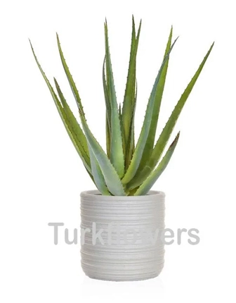 aloe-vera