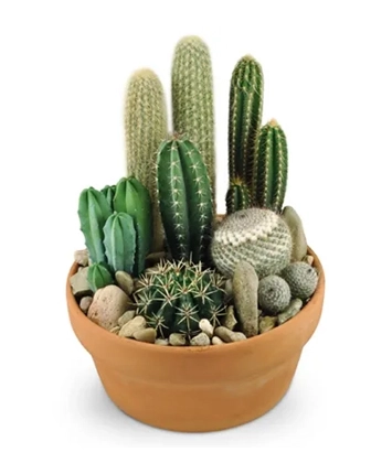 cactus-plant-arrangement