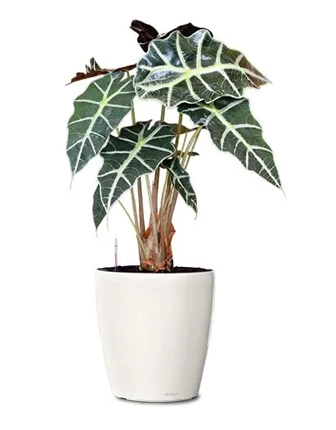 alocasia-polly-